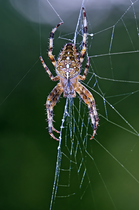 Spinnentiere. Garden spider   Araneus diadematus  .