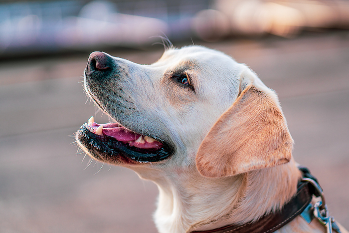 Close up portrait of a dog