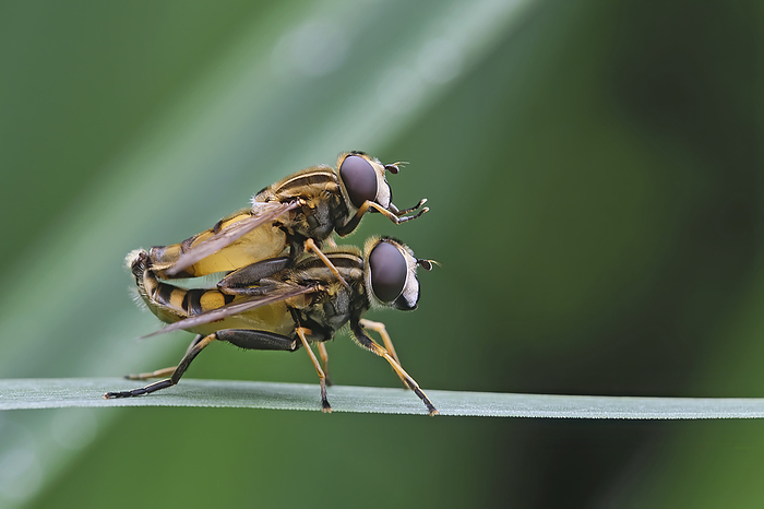 Insekten. Common marsh hover fly   Helophilus pendulus  .