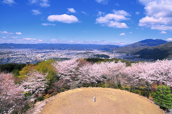Kyoto City from the grand stage of Shogunzuka Seiryuden  Blue Dragon Hall  with cherry blossoms in bloom Kyoto City, Kyoto Prefecture Looking north from the observatory