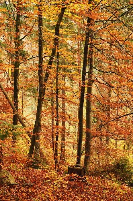 Germany, Baden Wuerttemberg, Villingen Schwenningen, View of autumn forest in neckar valley