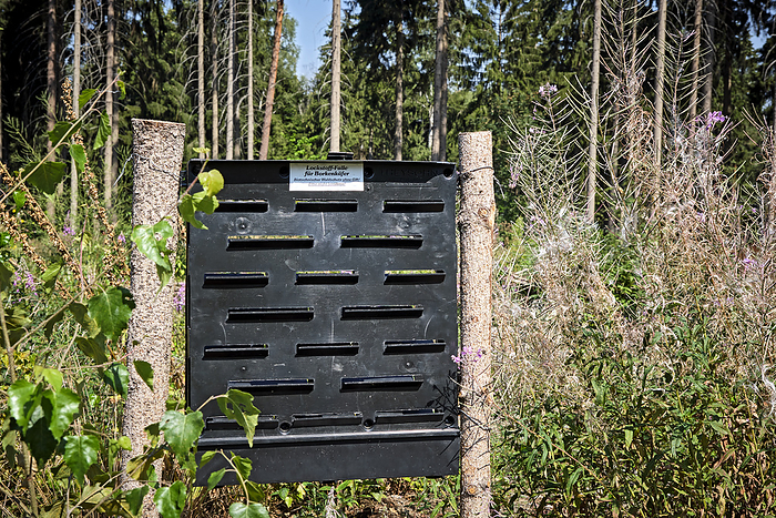 Attractant trap for bark beetles. Attractant trap for bark beetles.