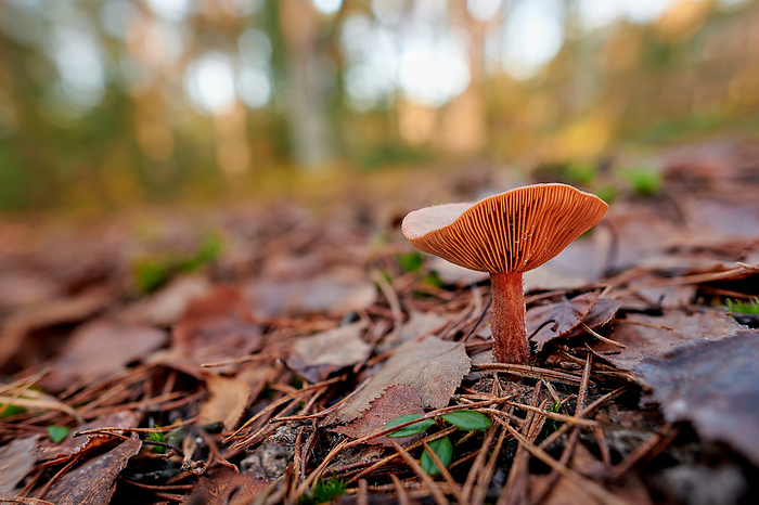 Mushroom in a German forest by juergens naturfoto.de