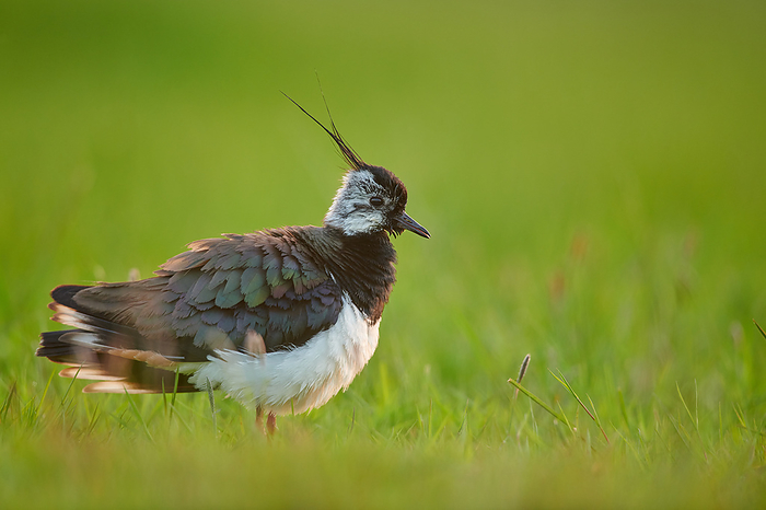 Northern lapwing by juergens naturfoto.de