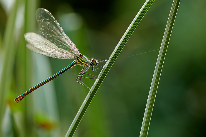 dragonfly hunting Calopterygidae by juergens naturfoto.de