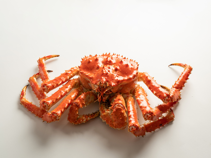 red king crab (Paralithodes camtschaticus)