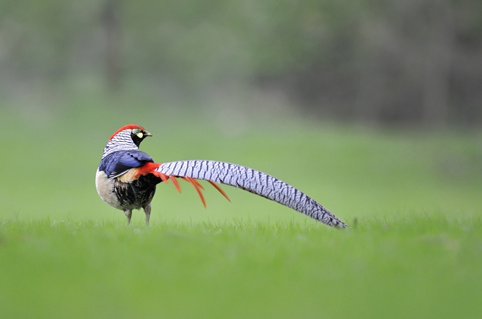 Ginkay  dynasty of Japan, approx. 1400 1600 CE  Lady Amherst s Pheasant  Chrysolophus amherstiae  introduced species, adult male, standing in field, Norfolk, England, April