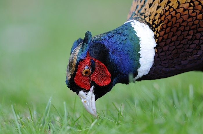 Japanese pheasant Common Pheasant  Phasianus colchicus  adult male, close up of head, foraging amongst grass, Oxfordshire, England, february