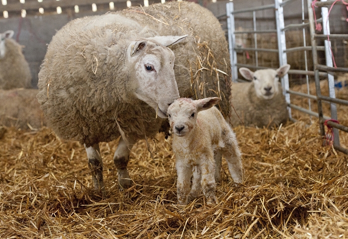Domestic Sheep, Texel cross ewe with newborn Texel sired lamb, on straw bedding in lambing shed, Welshpool, Powys, Wales, february