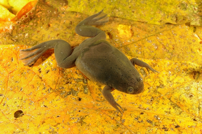 De Witte's Clawed Frog (Xenopus wittei) adult, on submerged leaf litter, Kahuzi-Biega N.P., Kivu Region, Democratic Republic of Congo, november