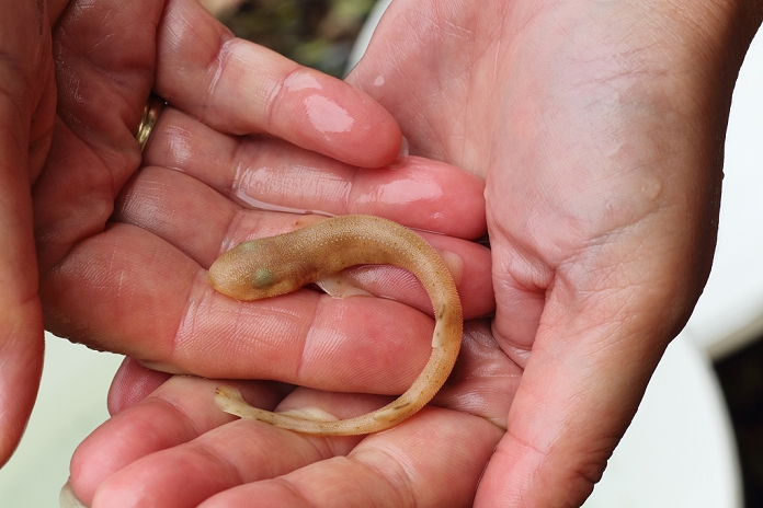 Lesser Spotted Dogfish (Scyliorhinus canicula) juvenile, held in human hands, Kimmeridge Bay, Isle of Purbeck, Dorset, England, august