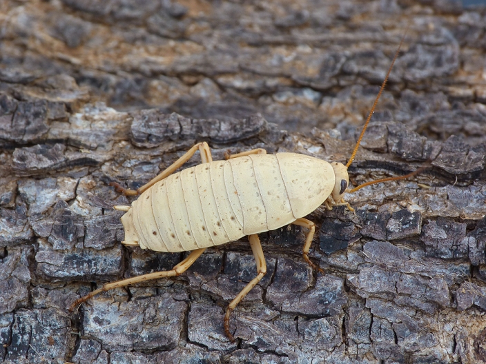 Bush Cockroach (Ellipsidion humerale) adult, climbing on tree trunk, Western Australia, Australia
