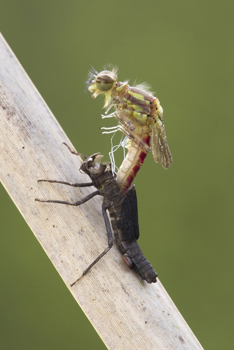 Large Red Damselfly (Pyrrhosoma nymphula) adult, emerging from exuvia on reed stem, Leicestershire, England, April