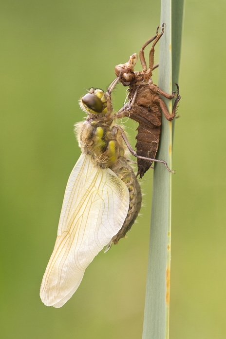 Four-spotted Chaser (Libellula quadrimaculata) adult, newly emerged, resting beside exuvia on reed leaf, Leicestershire, England, May