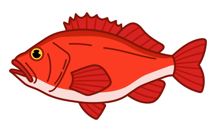 Matsubara's red rockfish (Sebastes matsubarae)