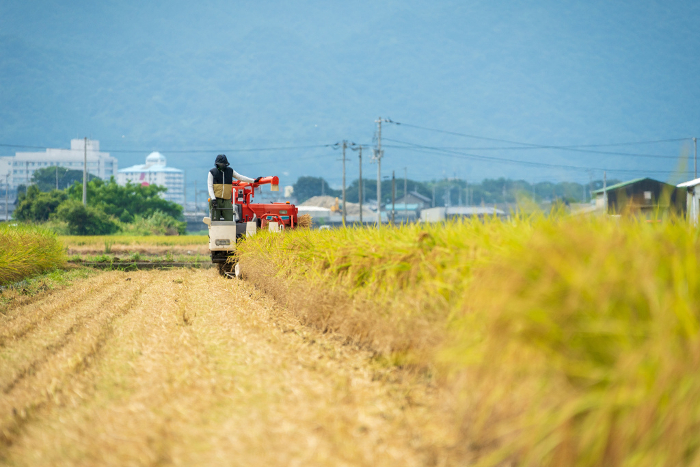 Rice harvesting with combine harvester