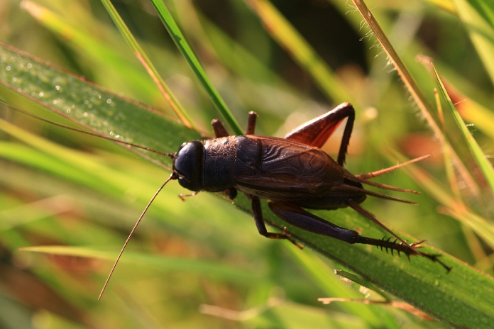 Oriental longheaded cricket (Trichoglossus orientalis)