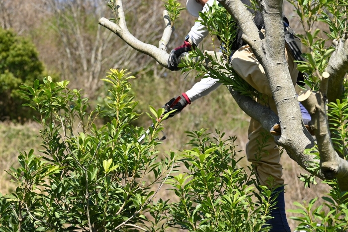 Pruning of mountain peach trees