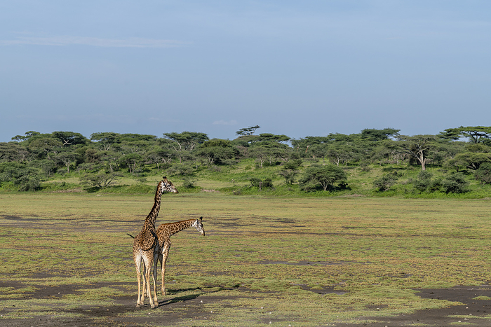 Two Masai giraffes  Giraffa camelopardalis tippelskirchi , Ndutu Conservation Area, Serengeti, Tanzania. Two Masai giraffes  Giraffa camelopardalis tippelskirchi , Ndutu Conservation Area, Serengeti, Tanzania, East Africa, Africa, by Sergio Pitamitz