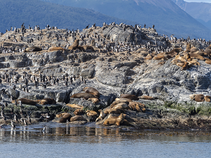 A colony of South American sea lions, Otaria flavescens, on small islets in Lapataya Bay, Tierra del Fuego, Argentina. A colony of South American sea lions  Otaria flavescens , on small islets in Lapataya Bay, Tierra del Fuego, Argentina, South America, by Michael Nolan