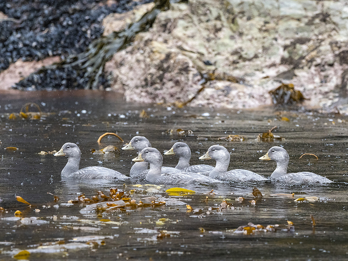 Adult flying steamer ducks, Tachyeres patachonicus, swimming in Lapataya Bay, Tierra del Fuego, Argentina. Adult flying steamer ducks  Tachyeres patachonicus , swimming in Lapataya Bay, Tierra del Fuego, Argentina, South America, by Michael Nolan