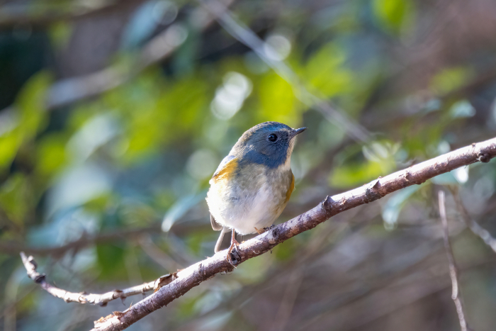 A red-flanked bluetail perching on a tree branch