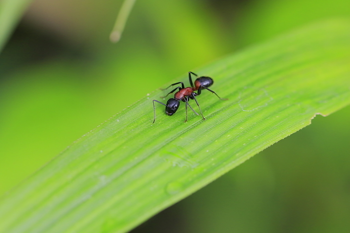Pteromys volans orii (subspecies of the Siberian flying ant, endemic to Hokkaido)
