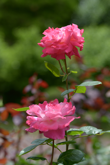 Utamaro Rose