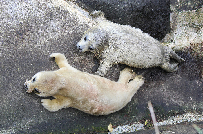 The seal below with fluffy down is a female born on March 18. The top seal with wet down is a male born on March 19. The bottom seal with fluffy birth hair is a female born on March 18. The male seal on top, with wet downy hair, was born on March 19 at Izu Mitsu Sea Paradise in Uchinoura Nagahama, Numazu City.