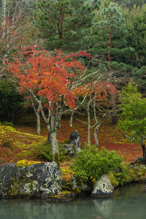 Autumn leaves in Sogen Pond Garden on a rainy day at Tenryuji Temple in Kyoto, Japan