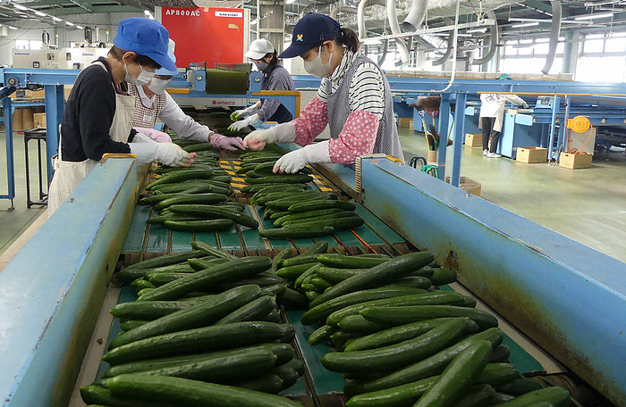 JA Aichi Chuo Cucumber Sorting Plant, where cucumbers are still being sorted. JA Aichi Chuo Cucumber Sorting Plant where cucumbers are still being sorted.