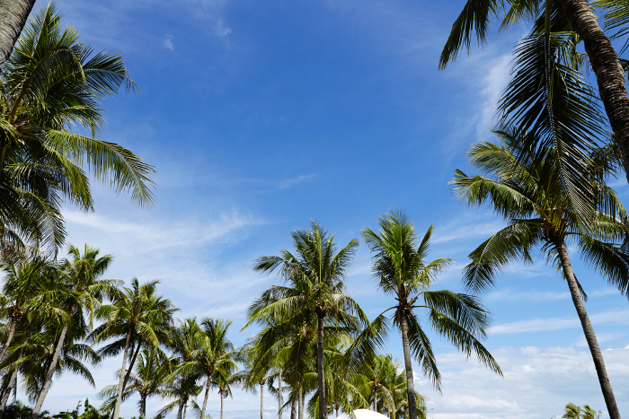 Palm trees and blue sky Vacation resort image