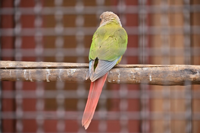 Homingbird Parrot (Paracanthurus hodgsonii)