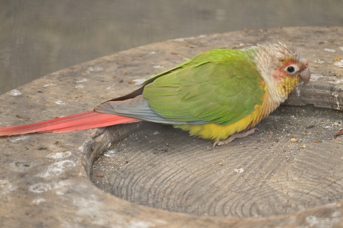 Homingbird Parrot (Paracanthurus hodgsonii)