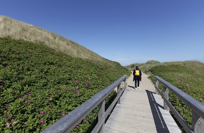 Senior woman with yellow backpack walking over wooden footbridge through the dunes, D眉nenweg, Wenningstedt on Sylt, North Frisian Islands, Schleswig- Holstein, Germany, Europe