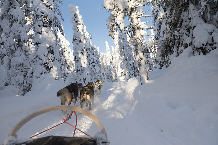 Finland Sleddog in snowy woodland, Kuusamo, Lapland, Finland, Europe. Photo by: Alessandro Bellani