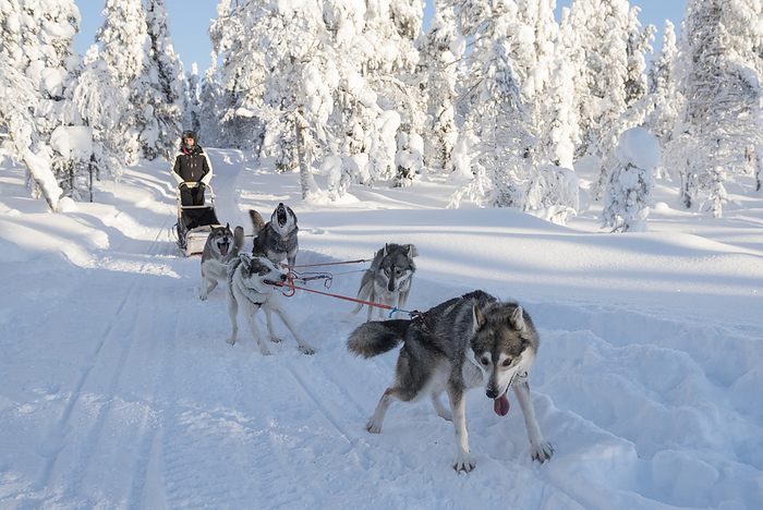 Finland Dog sledding, Kuusamo, Northern Ostrobothnia region, Lapland, Finland. Photo by: Alessandro Bellani