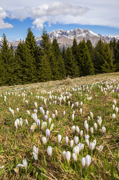 Italy Blooming of crocus flowers on Monte Pora, in front of the Presolana mountain. Songavazzo, Val Seriana, Bergamo district, Lombardy, Italy, Southern Europe.. Photo by: Mirko Costantini