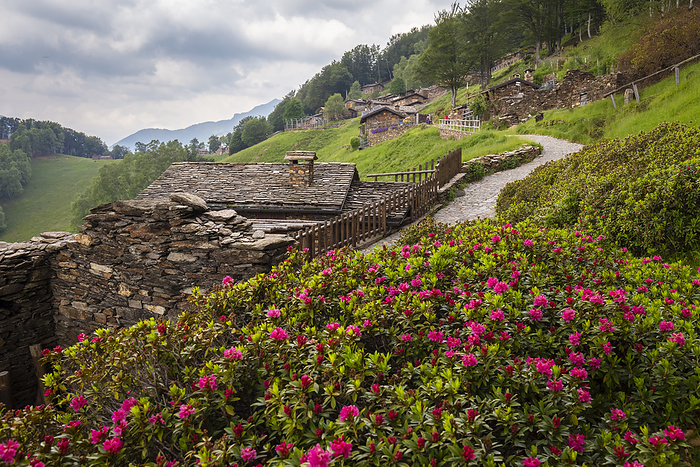 Italy View of the blooming rhododendrons at Alpone di Curiglia in spring. Curiglia con Monteviasco, Veddasca valley, Varese district, Lombardy, Italy.. Photo by: Mirko Costantini