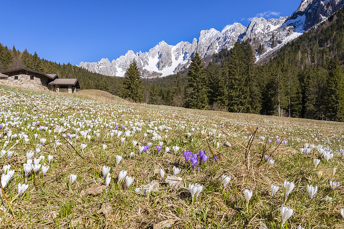 Italy View of spring bloom of crocuses flowers at Campelli di Schilpario. Schilpario, Val di Scalve, Bergamo district, Lombardy, Italy, Southern Europe.. Photo by: Mirko Costantini