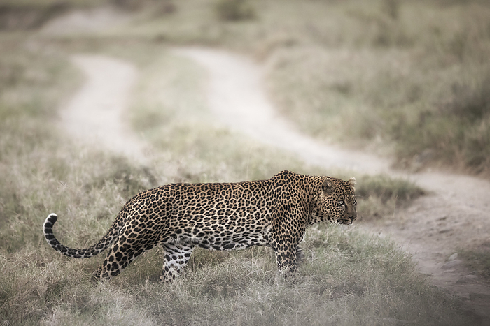panther Leopard crossing a road in Lake Nakuru National Park. Photo by: Marco Gaiotti