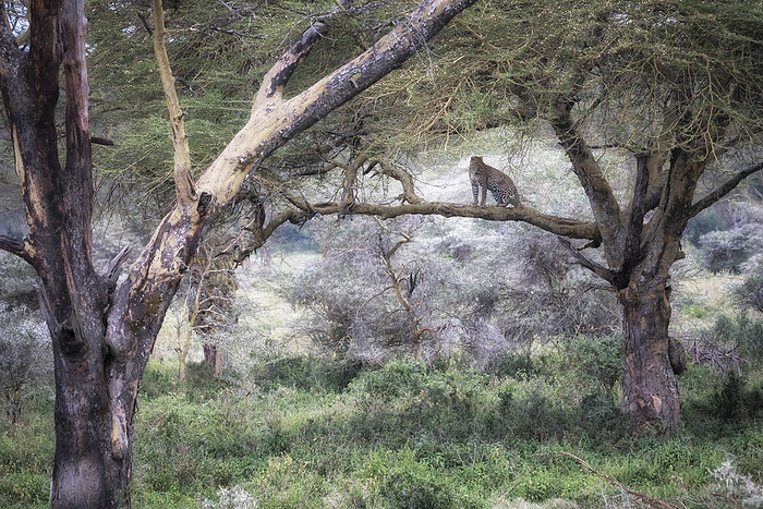 Kenya Leopard in Lake Nakuru National Park, Kenya. Photo by: Marco Gaiotti