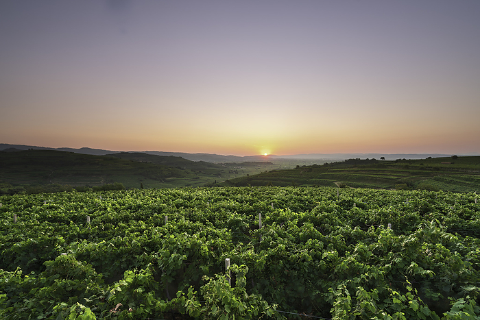 Italy typical vineyards of Soave wine, panoramic photo during the sunset in area of Capitello S. Croce Soave, Verona, Veneto, Italy, Europe, south Europe. Photo by: Michele Massolini