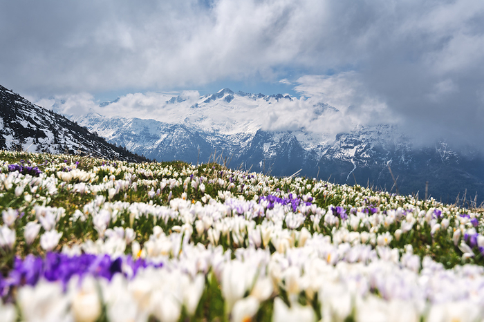 Italy Crocus blooming in Adamello park, Brescia province in Lombardy district, Italy.. Photo by: Michele Rossetti