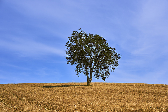 Urbino, Italy Lonely tree at noon in a wheat field, San Costanzo, Pesaro Urbino, Le Marche, Italy, Western Europe. Photo by: Stefano Chiarelli