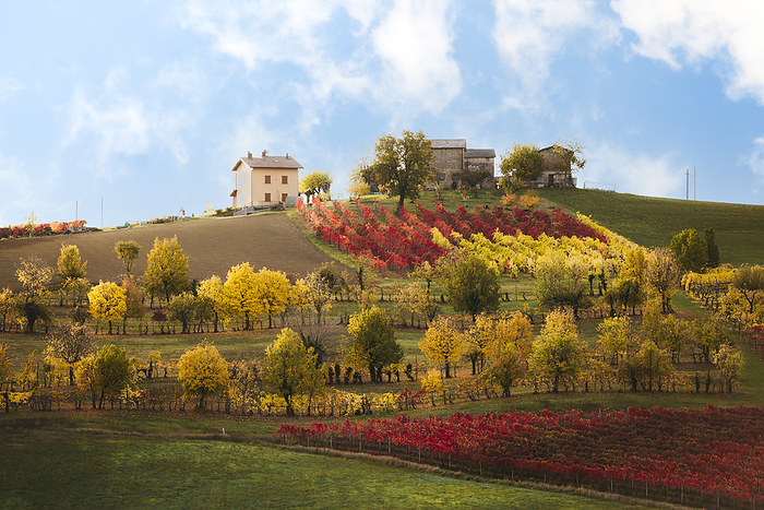 Italy Lambrusco vineyards in Castelvetro di Modena. Castelvetro di Modena, Modena province, Emilia Romagna, Italy.. Photo by: Stefano Termanini