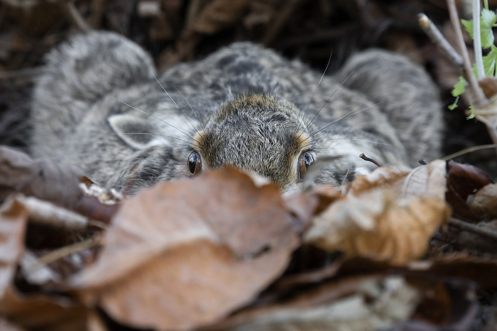 Park Orobie Valtellina, Lombardy,Italy. Hare,Lepus europaeus. Photo by: Susi Vettovalli