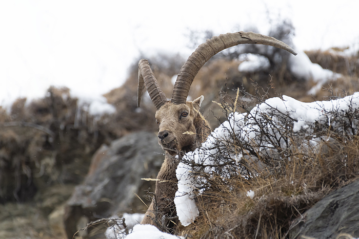 Italy Stelvio National Park,Lombardy,Italy. Capra ibex. Photo by: Susi Vettovalli
