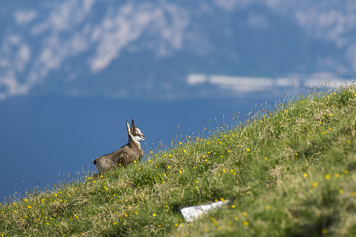 Chamois Rupicapra rupicapra. Trentino-Alto Adige, Italy. Photo by: Susi Vettovalli