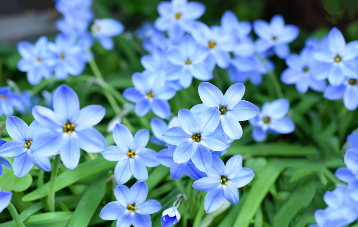 Blue honeysuckle flower, blue honeysuckle, honeysuckle, Ifeion flower, spring gardening